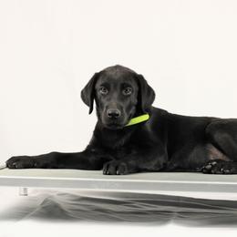 Wolf - Black male Labrador Retriever puppy in Morrilton, Arkansas from Ancient Dogges Performance Dogs