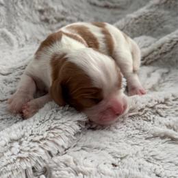 Cinnamon - Blenheim female Cavalier King Charles Spaniel puppy in Melrose, Florida from Magnolia Hill Cavaliers and Doxies