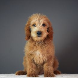 Chestnut - Red  male Goldendoodle puppy in Caldwell, Idaho from Boise Doodle Co.