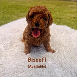 Biscoff - Red  male Poodle puppy in Niceville, Florida from Premier Poodle