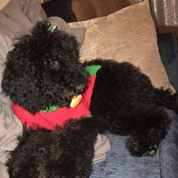 Goldendoodle Puppies from Zeusthemoosedoodles