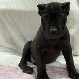Riverstone - Gray male Cane Corso puppy in Russellville, Missouri from Soaring Royalty Canines LLC