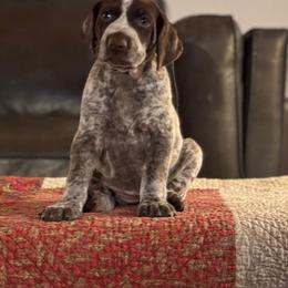 German Shorthaired Pointer Puppies from Endersgame GSPs