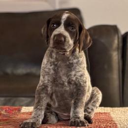German Shorthaired Pointer Puppies from Endersgame GSPs