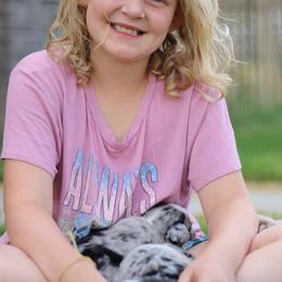 Australian Shepherd, Miniature American Shepherd, Miniature Australian Shepherd, and Toy Australian Shepherd Puppies from Painted Blue Aussies