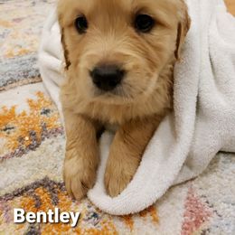 Goldendoodle and Golden Retriever Puppies from A Golden Summer