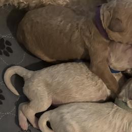Goldendoodles from Kathy's Doodles