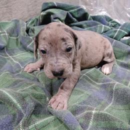 Miriel - Merle female Great Dane puppy in Marshall, Michigan from Dream K9