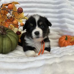 Frito - Black and tan male American Corgi puppy in Hico, Texas from Chisholm Trail Kennels