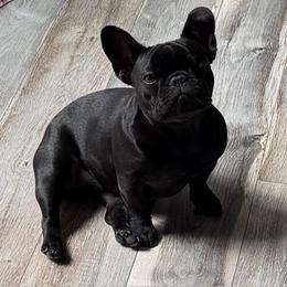 Gia - Brindle female French Bulldog puppy in Clinton, Tennessee from Summer Rose