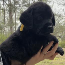 Yellow - Black male Labrador Retriever puppy in Ruth, Mississippi from Red White & True Labradors
