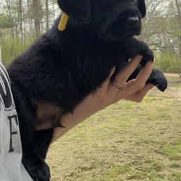 Yellow - Black male Labrador Retriever puppy in Ruth, Mississippi from Red White & True Labradors