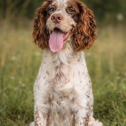 Winter - English Springer Spaniel
