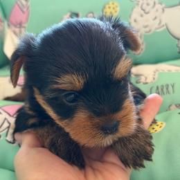 Boy 5 - Black and tan male Yorkshire Terrier puppy in Livermore, California from Ruben & Tatiana’s Yorkshire Terriers