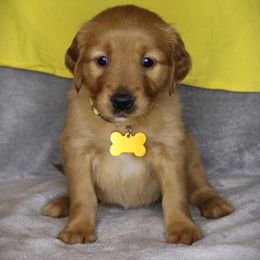 Bernese Mountain Dog and Golden Retriever Puppies from Colson Kennels