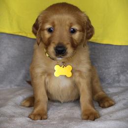 Bernese Mountain Dog and Golden Retriever Puppies from Colson Kennels