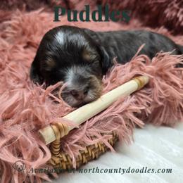 Puddles - female Australian Mountain Doodle puppy in Escondido, California from North County Doodles