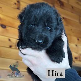 Hira - Black female German Shepherd puppy in Garland, Maine from Vom Schön Traumhund