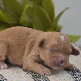 Cavapoo puppies from Country View Puppies ( License 18816)