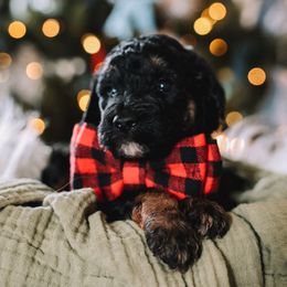 Red Boy - Phantom male Bernedoodle puppy in Mckinney, Texas from Doodles of North Tx