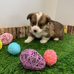 Boomer - Sable male Pembroke Welsh Corgi puppy in Millsap, Texas from Punchy Pembroke Ranch