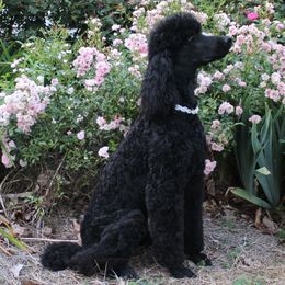 Indigo - Poodle