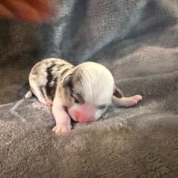 Lucas - Blue merle and white male American Corgi puppy in Decatur, Texas from Bar S Corgis