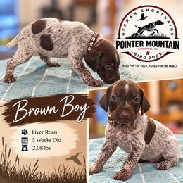 Brown - Liver roan male German Shorthaired Pointer puppy in Dahlonega, Georgia from Pointer Mountain Bird Dogs