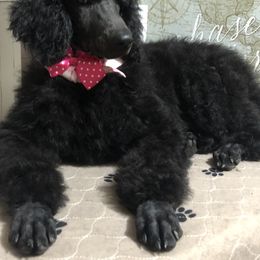 Poodle Puppies from Tails Up Standard Poodles