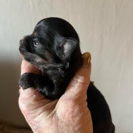 Arrow - Chocolate blue male Chihuahua puppy in Tecumseh, Oklahoma from Callie’s Happy Chihuahuas, Callie’s Happy Treasures LLC