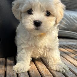 Cavachon and Maltese Puppies from Wendy’s Maltese & Cavamalts of Virginia