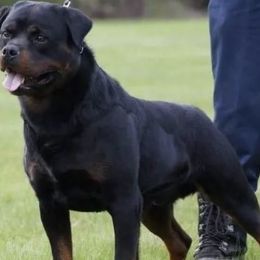Rottweilers from Ridge Rottweilers