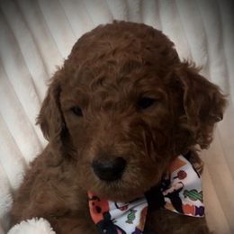 Poodle Puppies from Prissy Pants Poodles LLC