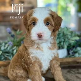 Fiji - Red female Bernedoodle puppy in Temecula, California from Brookside Bernedoodles