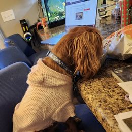 Raya - Cavalier King Charles Spaniel