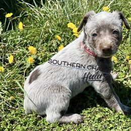 Australian Cattle Dog Puppies from Southern Charm Heelers