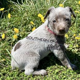 Australian Cattle Dog Puppies from Southern Charm Heelers