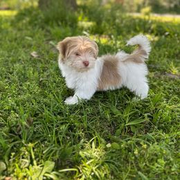 Lily - Havanese