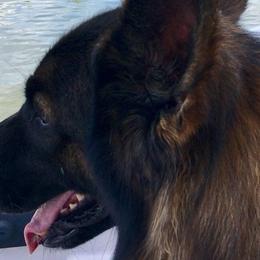 Baron - German Shepherd