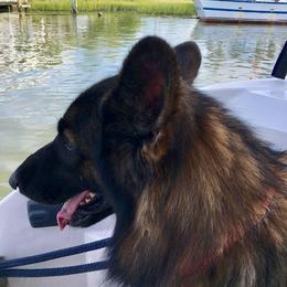 Baron - German Shepherd