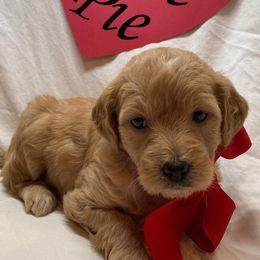 Goldendoodle Puppies from OnlyGoldendoodles