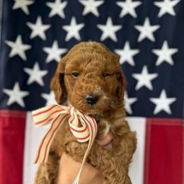Alabama - Red  male Goldendoodle puppy in Springville, Utah from JW Doodles