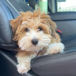 Bernedoodle, Cavapoo, Havanese, and Havapoo Puppies from Lady Paws Puppies - Cassie