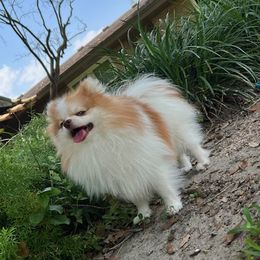 Pomeranians from Lorberau Legacy Poms