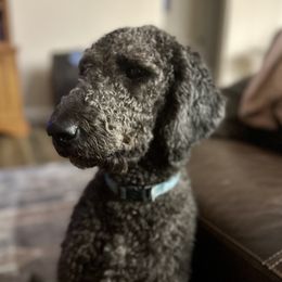 Mabel - Goldendoodle