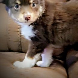 Toy Australian Shepherd Puppies from SLASH SEVEN Toy Aussies