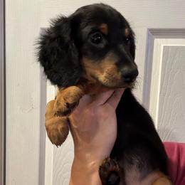 Vicky - Black and tan female Dachshund puppy in Beaumont, California from JUAREZ MINI DACHSHUNDS