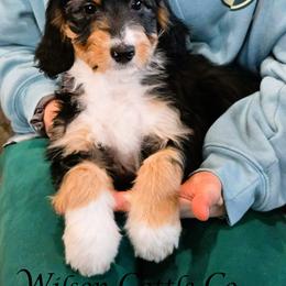 April - Black tri-color female Aussiedoodle puppy in Lancaster, Minnesota from Wilson Cattle Co.