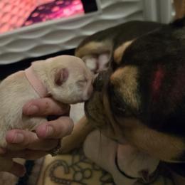 French Bulldog Puppies from Diamond Dreams French Bulldogs