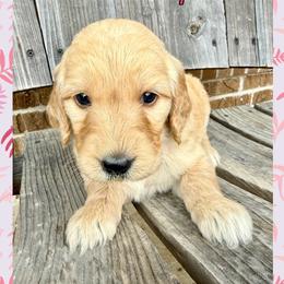 Daphne - Cream female Goldendoodle puppy in Caddo Mills, Texas from Fire Wife Doodles